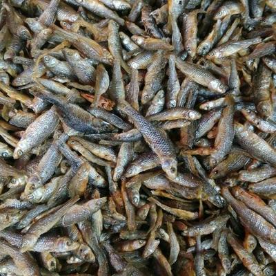 強力推薦 美味油炸小青魚，海味干貨批發，量多優惠