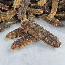 六排刺海參 深海珍饈，滋補(bǔ)佳品